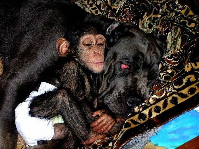 میمون و سگ